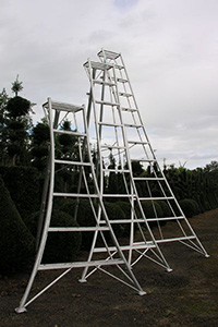 Aardbei Zeeziekte Stoel Ladders :: Buxuskwekerij Goossens